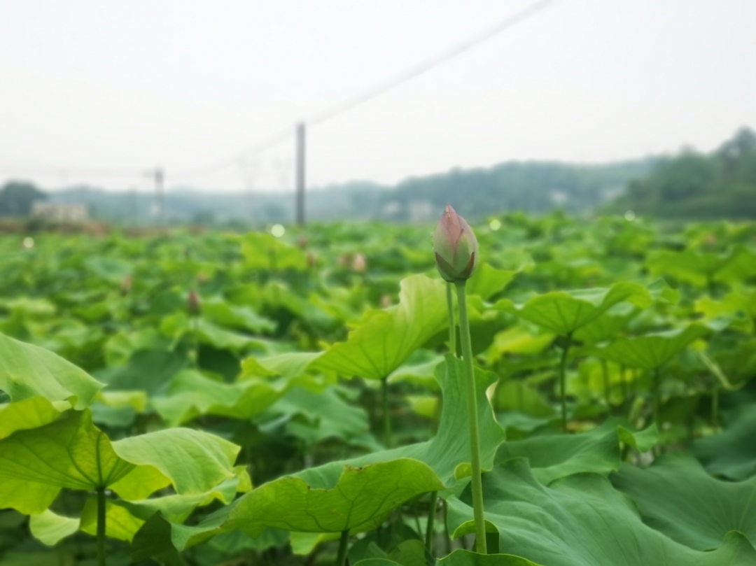 我眼中的美丽乡村——天元区青训营第三期之田野调查
