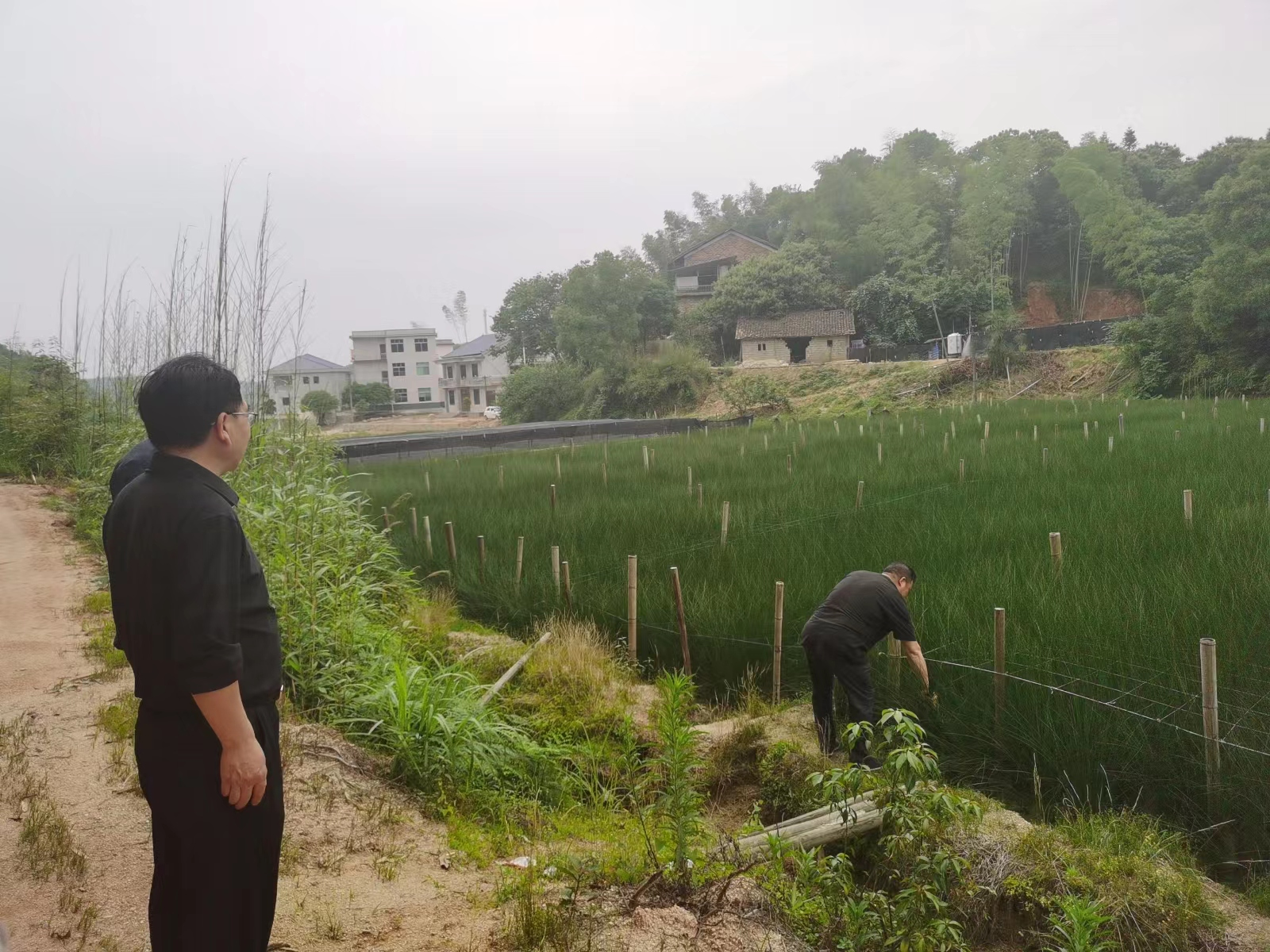 攸县：严格管控区耕地全面落实种植结构调整退出水稻生产