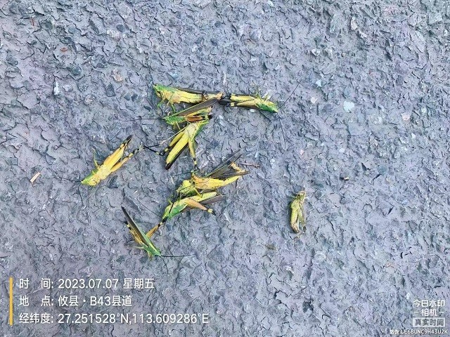 攸县打响竹林保卫战