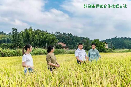成立村级供销社,提升能力服务乡村振兴