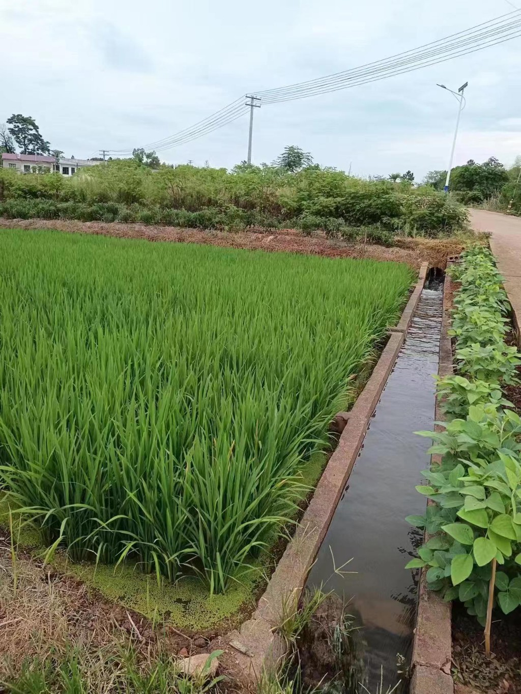 天元区:杨柳灌区开闸放水,农田喝上汩汩活水