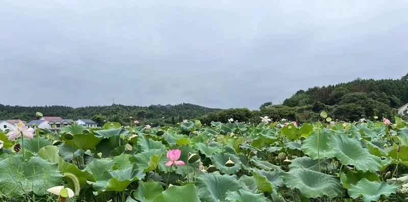 【村光无限好】酒仙湖村：莲蓬成熟 景美村民富