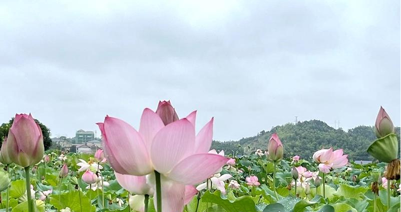【村光无限好】酒仙湖村：莲蓬成熟 景美村民富