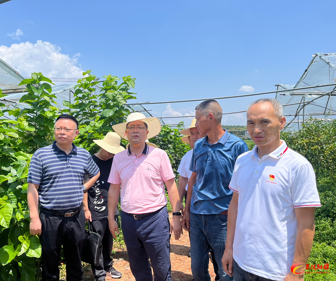 杨红兵到枣市镇调研工作