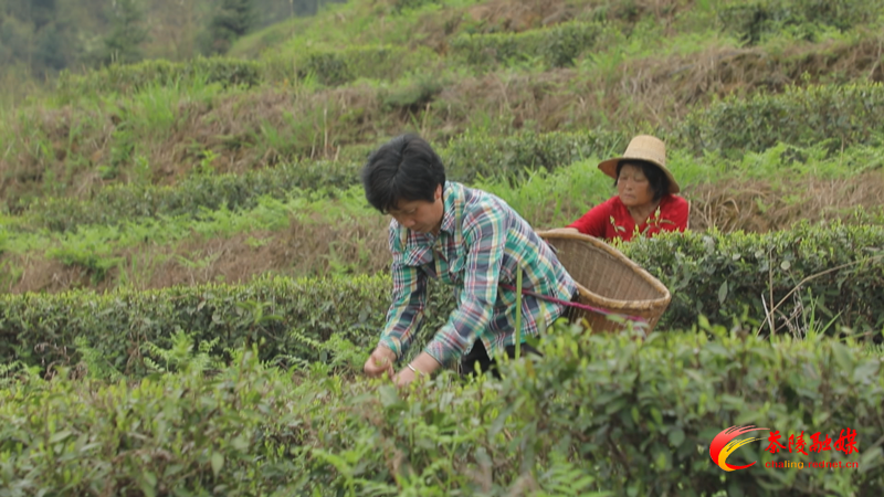 茶陵：以茶为媒 拓展乡村新活力