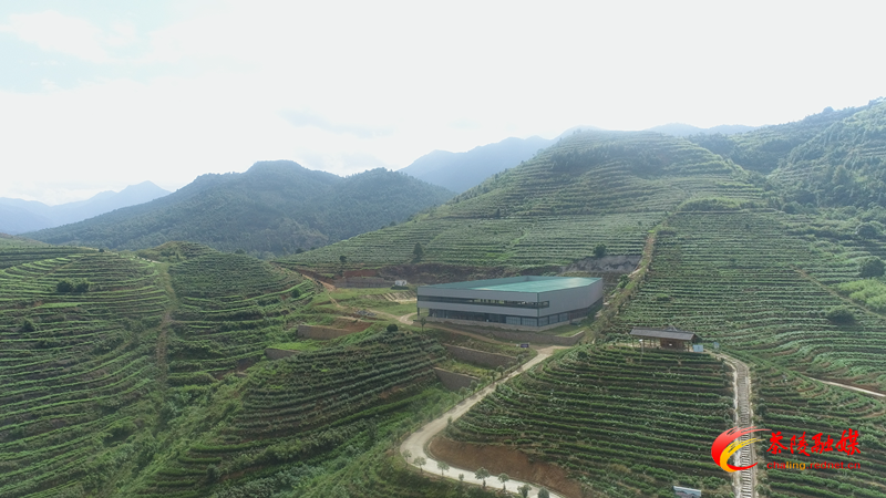 茶陵：以茶为媒 拓展乡村新活力