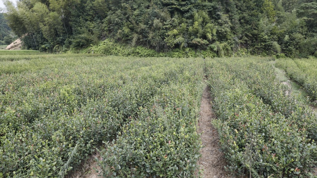 李鹏程督导耕地保护和粮食安全工作 强调：坚决守住耕地保护红线和粮食安全底线