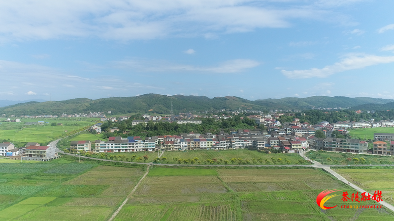 茶陵：以茶为媒 拓展乡村新活力
