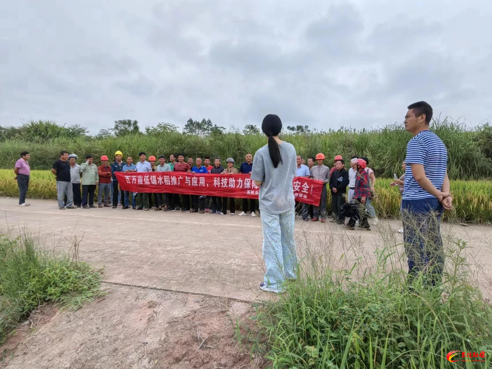 腰潞镇：举办低镉品种臻两优8612现场观摩推广会