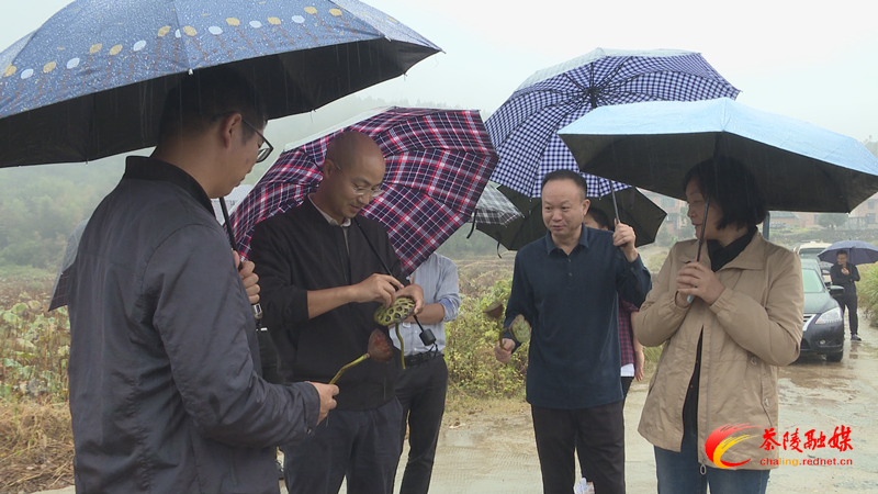 株洲市乡村振兴科技专家团巡回指导活动走进茶陵
