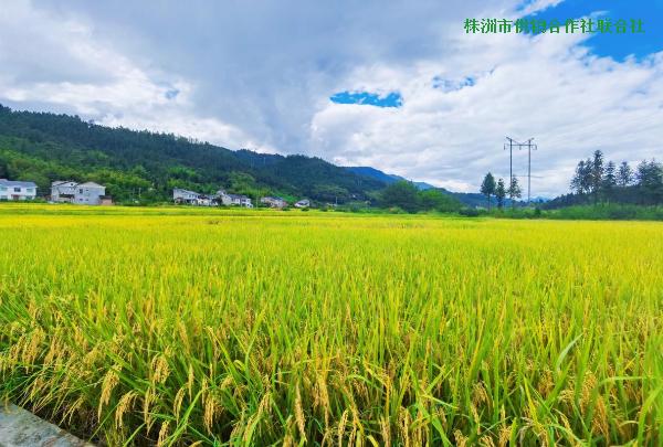 炎陵县：稻穗摇曳千层浪 农化助农满粮仓