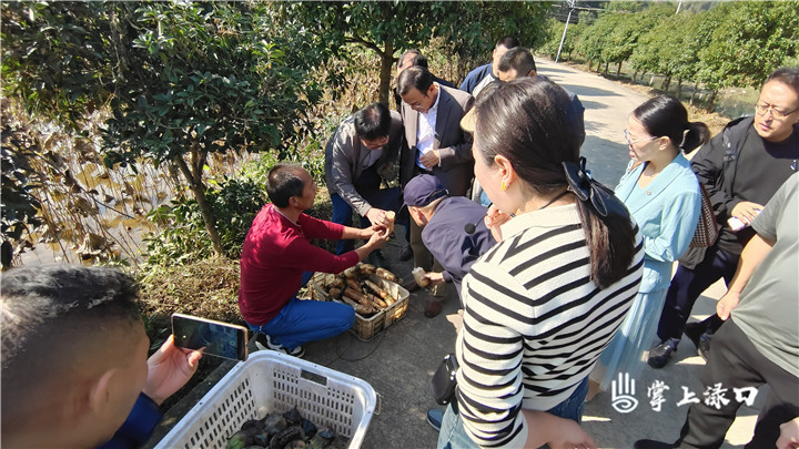 专家组团“巡诊把脉”丨株洲市乡村振兴科技专家团巡回指导活动走进渌口区