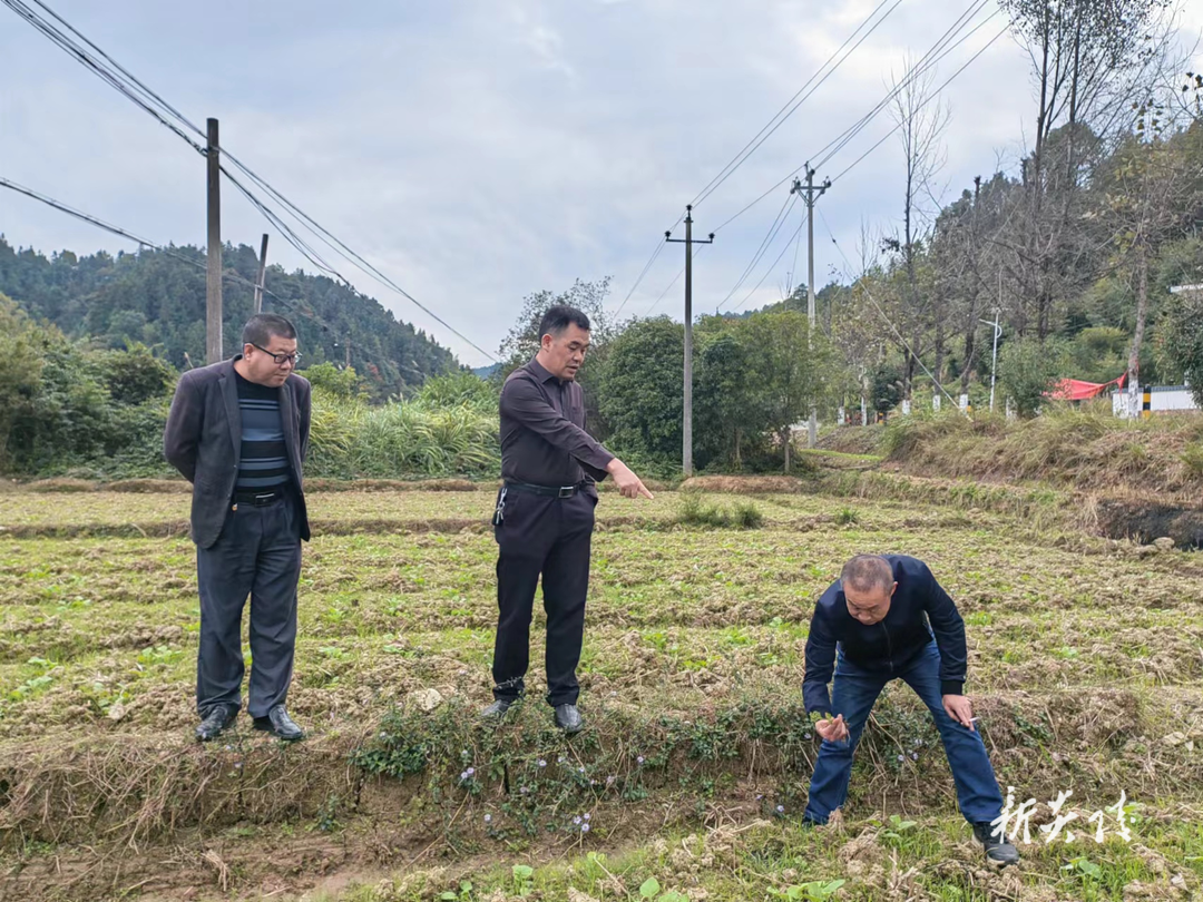 县农业农村局深入田间地头指导油菜管理