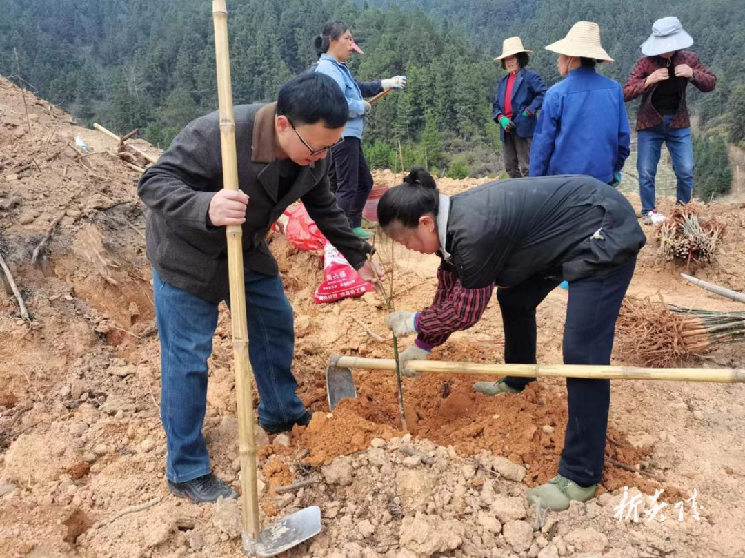 十都镇：集体经济促振兴 党建引领“椒”答卷