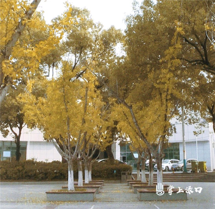 【创文在路上】“落叶缓扫”，为寒冬增暖色 让城市更温馨