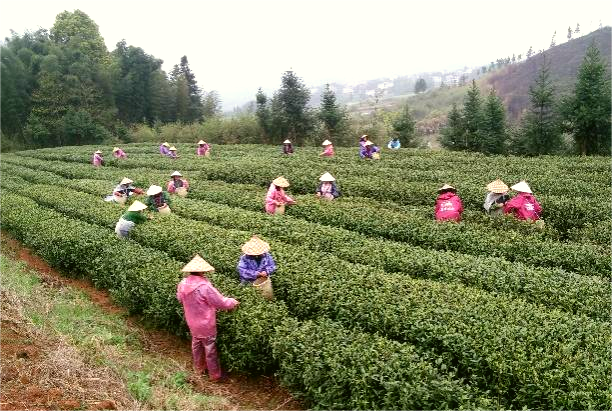 茶陵县为什么行？