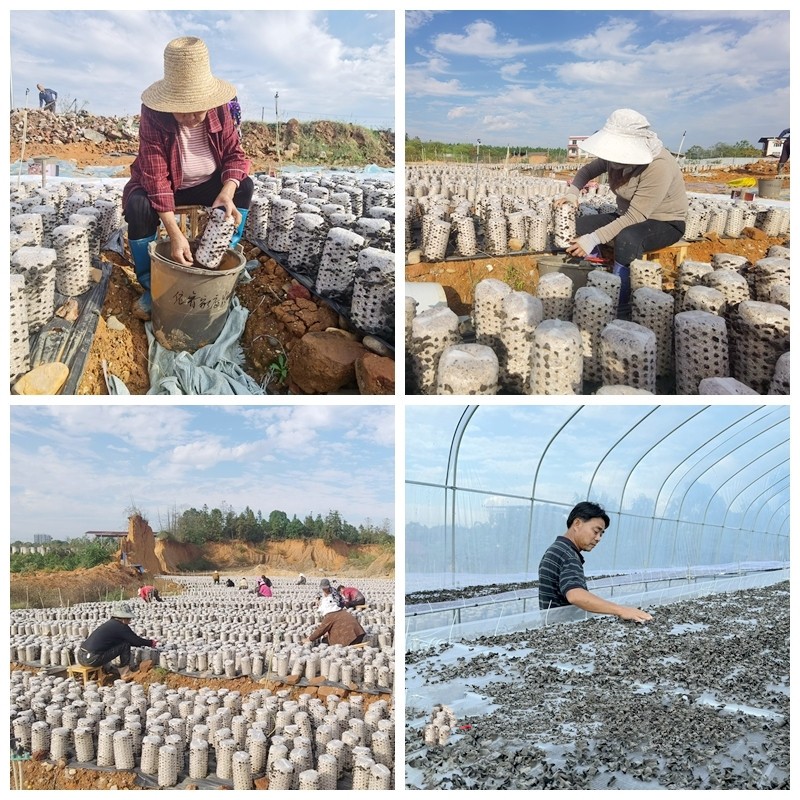 春联街道春风社区：30亩优质黑木耳迎来丰收采摘季 年产值可达百万元