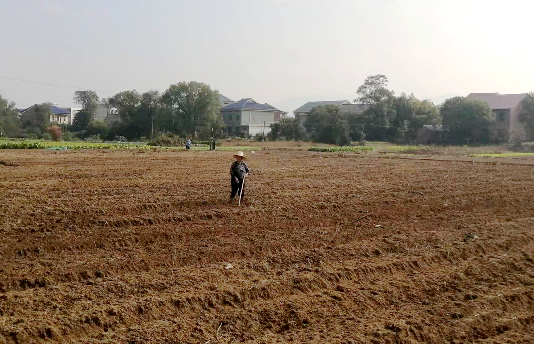 春联街道田间地头忙复耕、种油菜