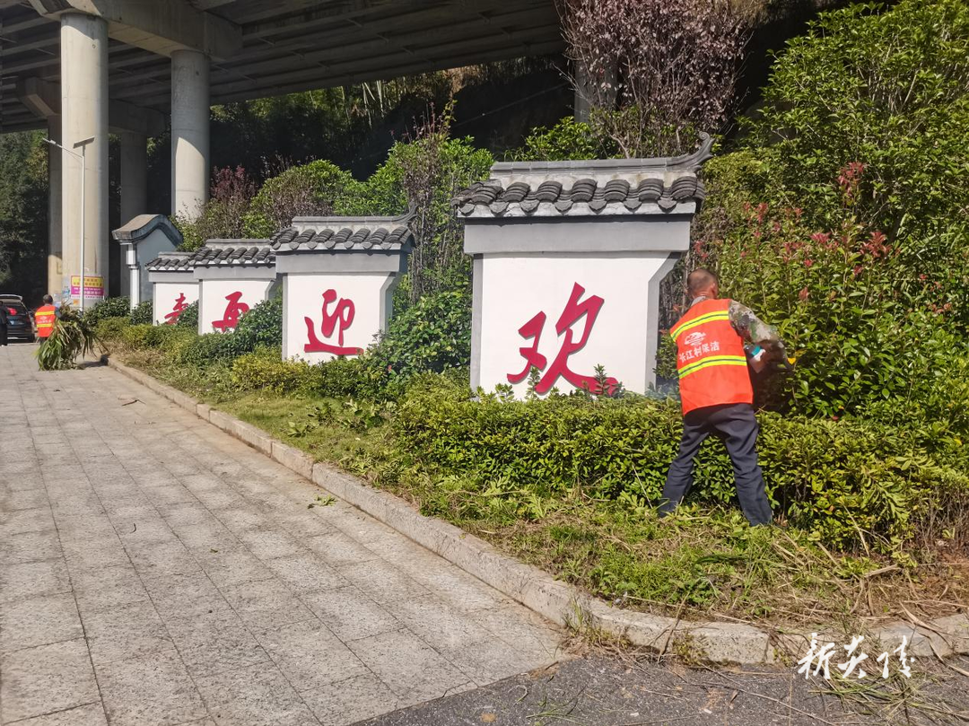沔渡镇开展砍青除杂志愿服务