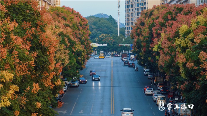 【创文在路上】“落叶缓扫”，为寒冬增暖色 让城市更温馨