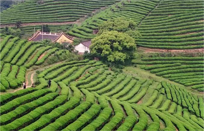 茶陵县为什么行？