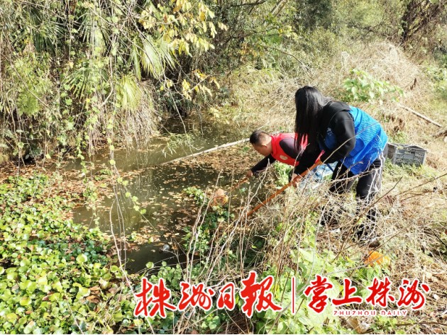 石峰区清理水葫芦，保障水清、河畅、景美
