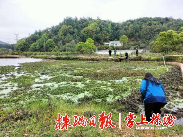 石峰区清理水葫芦，保障水清、河畅、景美