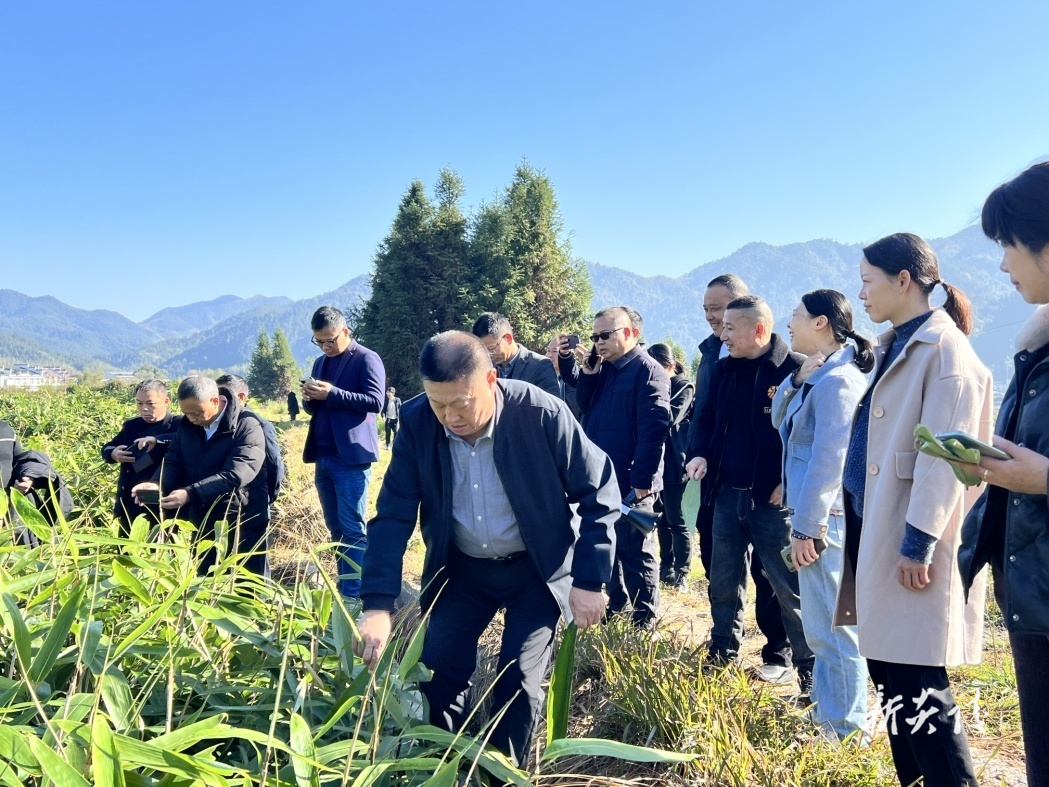 浙江省遂昌县组团到沔渡镇九都村考察粽叶产业