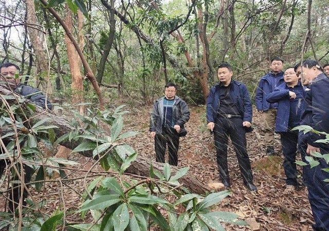 攸县启动松材线虫病疫木除治管理新模式