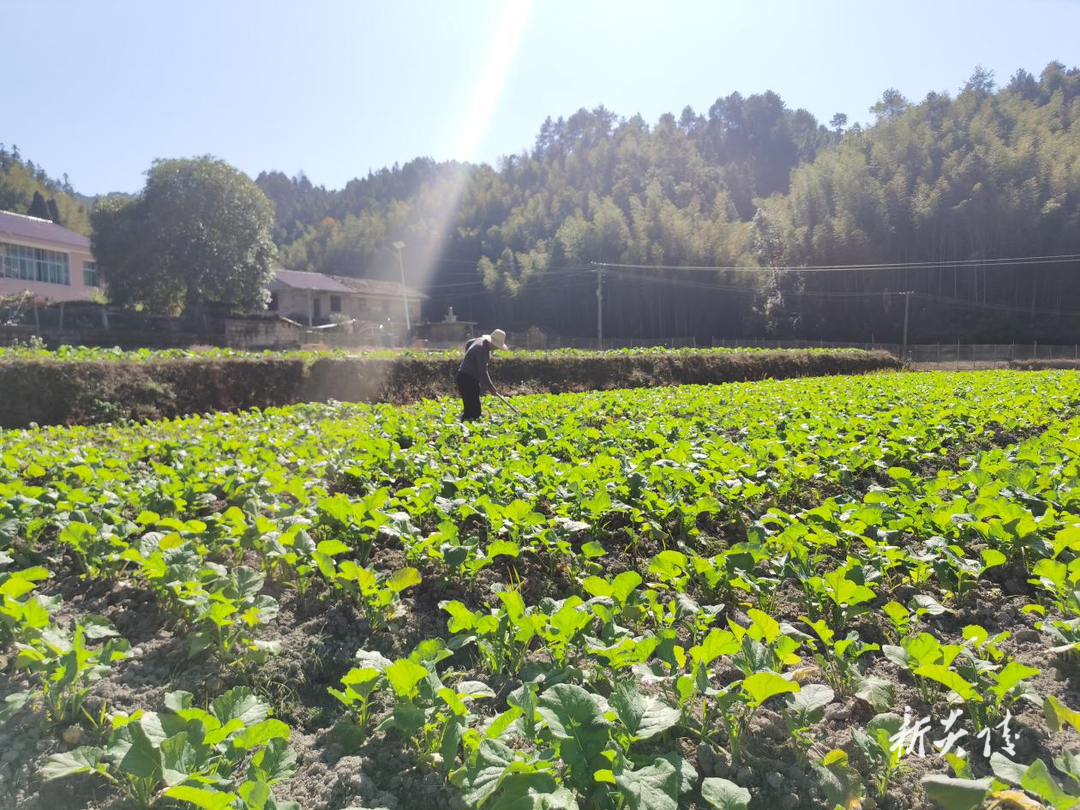 十都镇：描绘好“丰”景 助农促增收