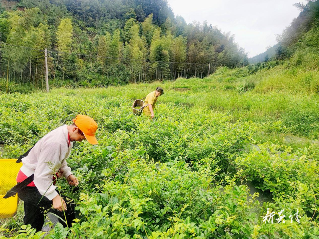十都镇：大力发展莓茶种植 促进集体经济增收