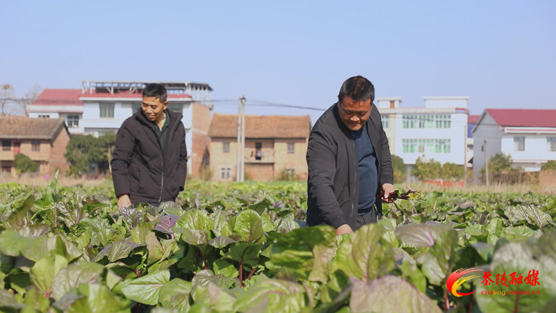 茶陵：全力确保冬季“菜篮子”供需稳定