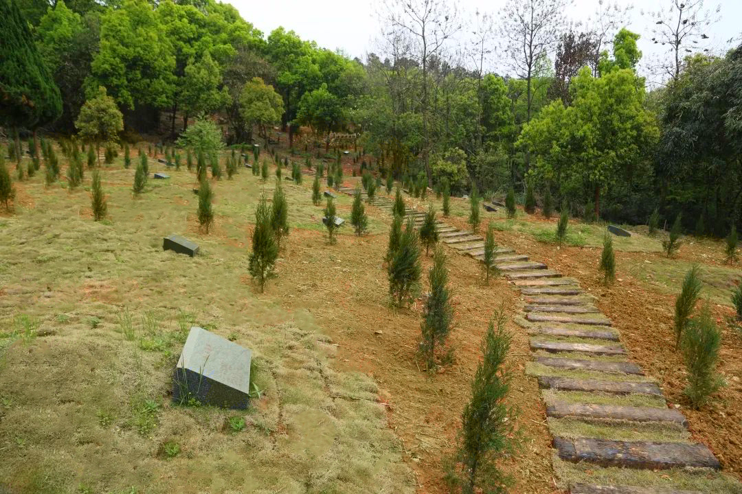 九郎山这项生态治理做得好，央视报道！