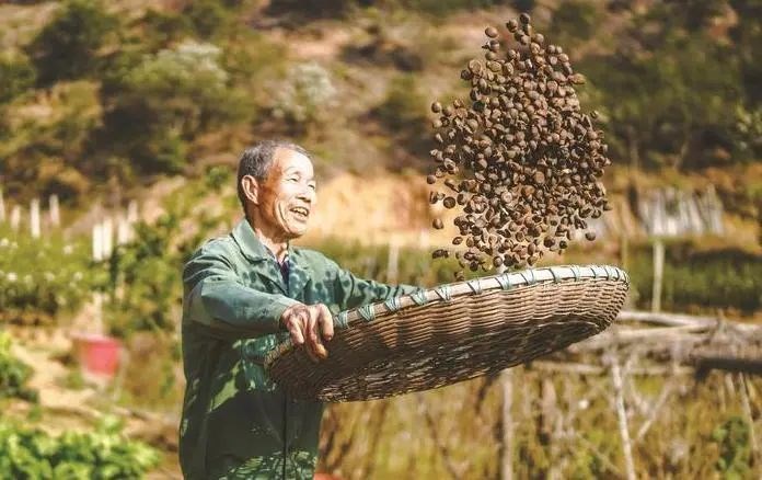 渌口区油茶产业为乡村振兴加“油”