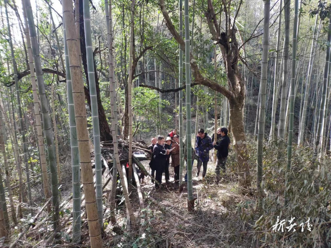 十都镇:多方协作圆满化解山林纠纷