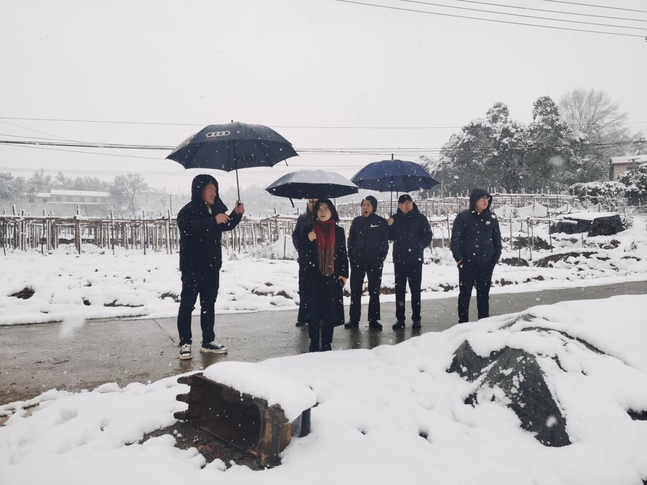 市农业农村局深入芦淞田间地头施"良方" 应对低温雨雪天气