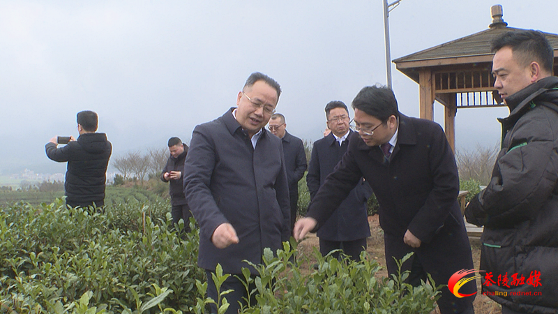 聂方红一行来茶调研