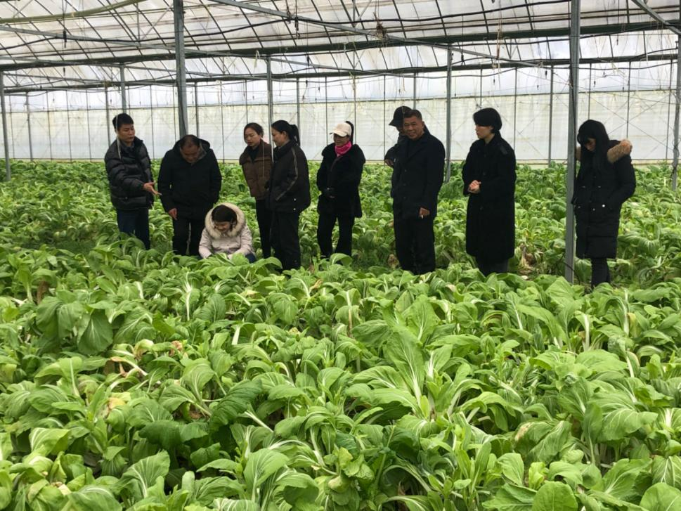 发挥代表作用 助力乡村振兴