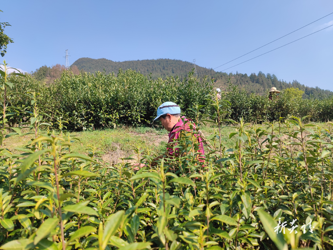 船形乡:茶园开采,春茶飘香采茶忙