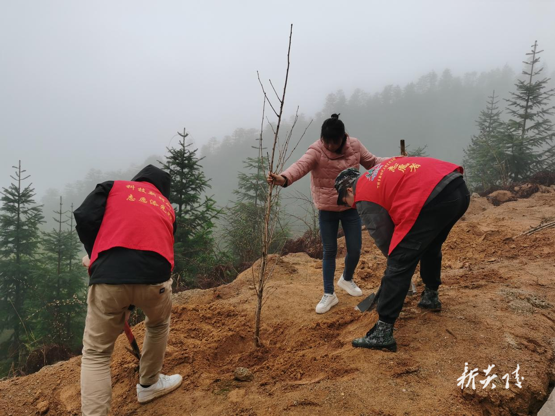 下村乡：春风化细雨 植树护青绿
