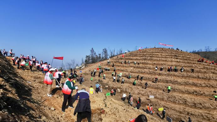 市林业局：为幸福株洲添绿 我市掀起全民义务植树活动热潮