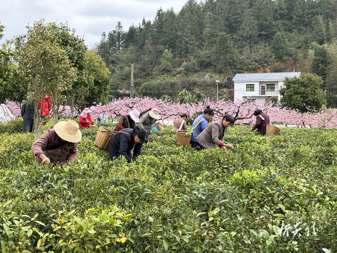 霞阳镇石子坝村：一“花”一“叶” 带动致富增收