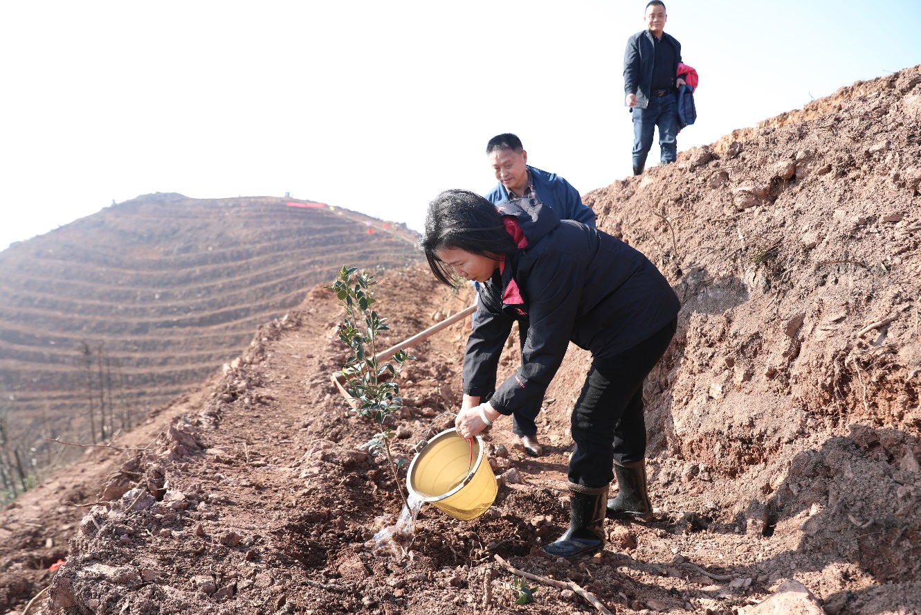种下绿色希望 共建美丽株洲—市自然资源和规划局开展义务植树活动