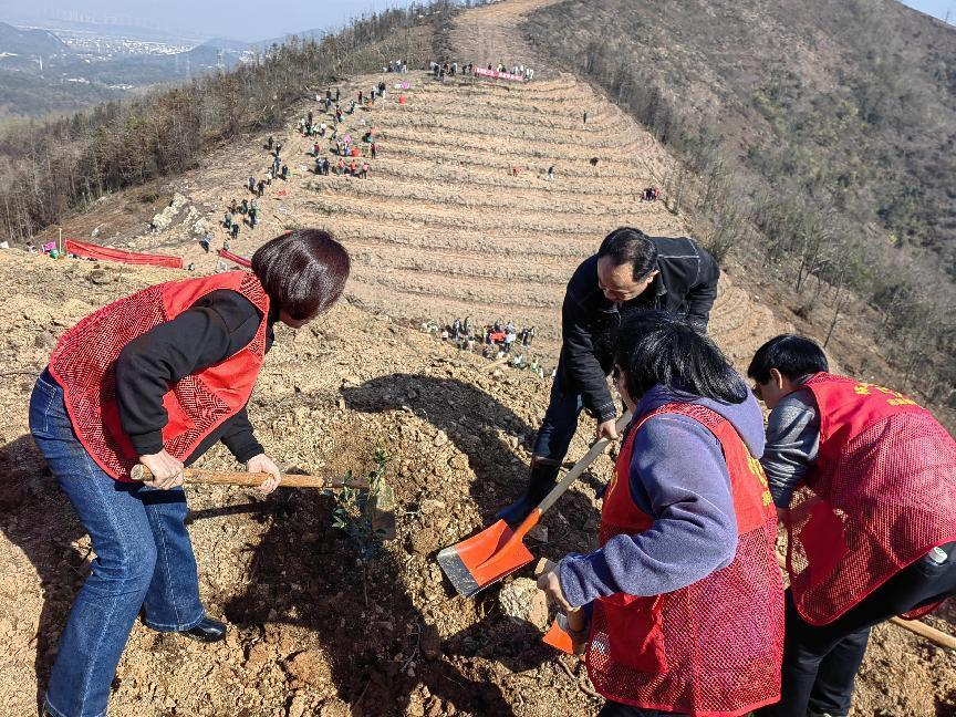 市商务局组织开展义务植树活动
