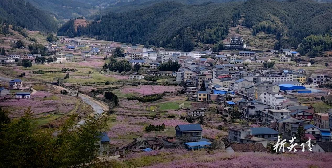 下村乡：三月，人间桃花源