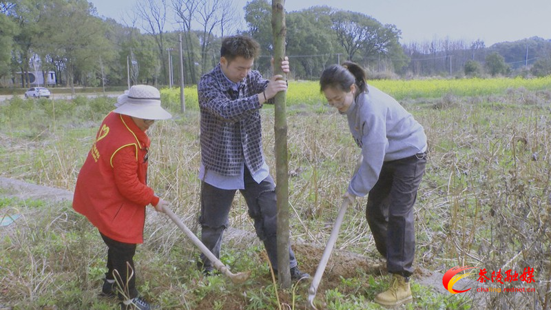 茶陵：“植”此青绿 共“树”春晖