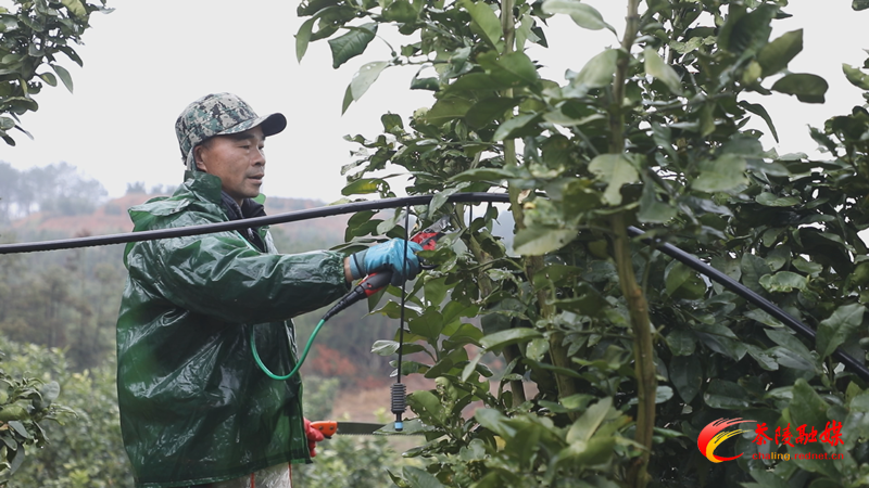 茶陵：春季果树修剪忙 果农增收有保障