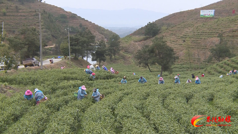钟燕来茶调研古茶产业