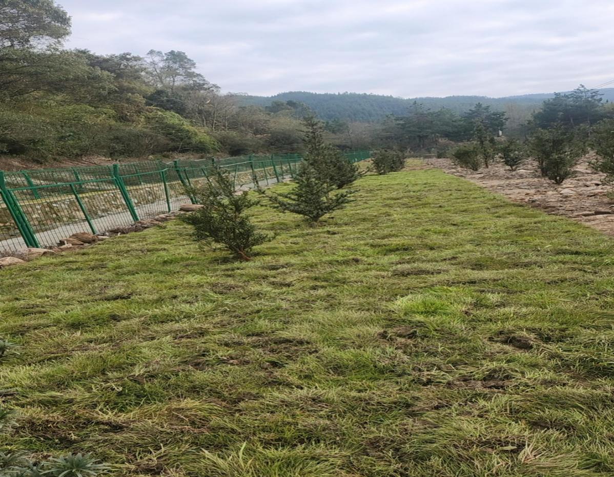 茶陵持续推进督察交办问题整改 林地快速补植实现复绿