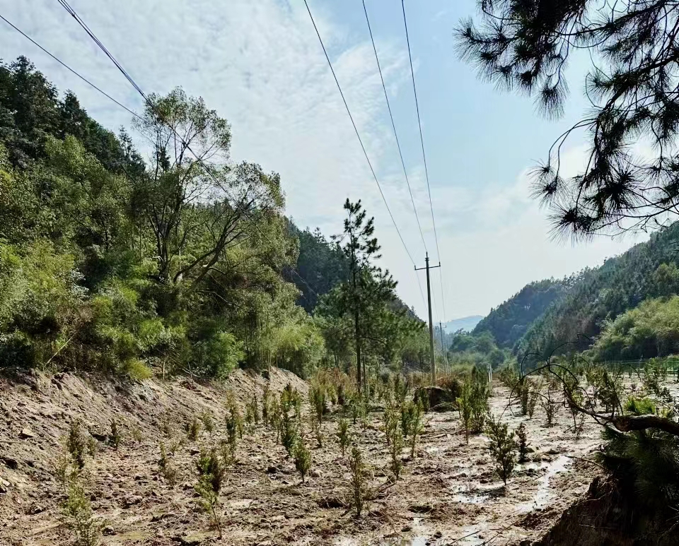 茶陵持续推进督察交办问题整改 林地快速补植实现复绿